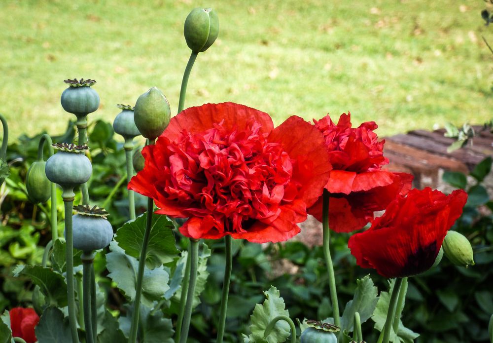 Amapolas de primavera