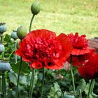 Amapolas de primavera