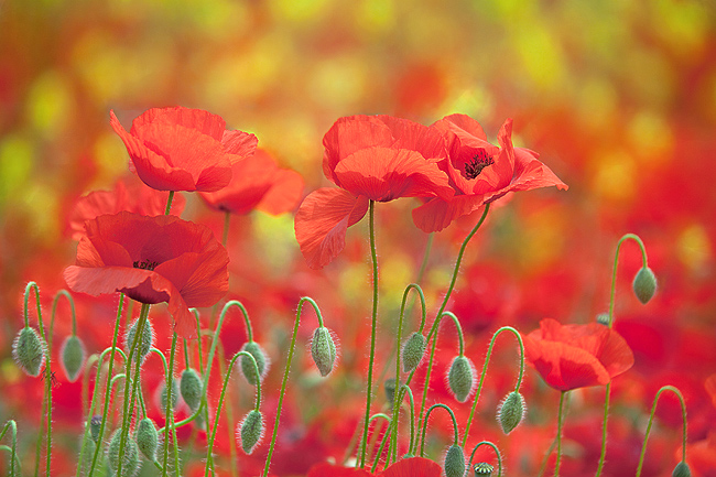 Amapolas