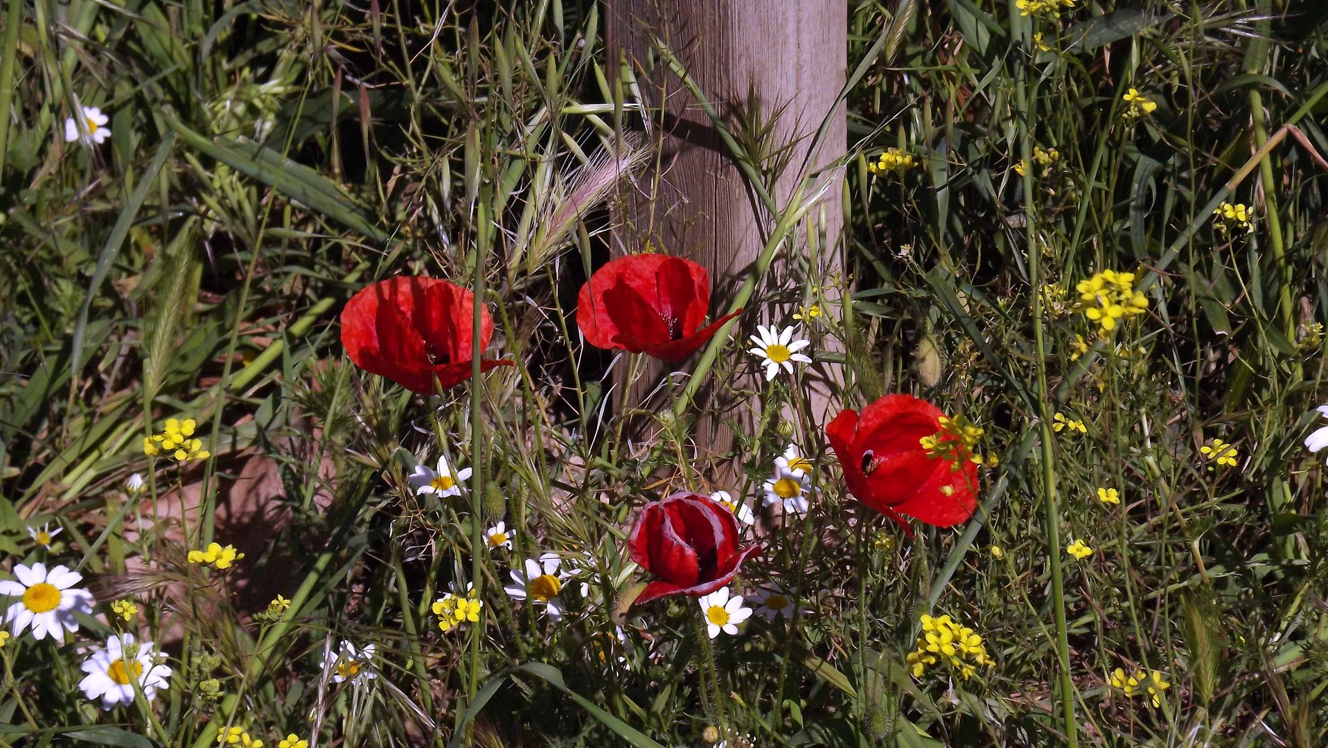 Amapolas