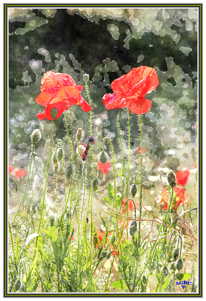 Amapolas (efecto acuarela)