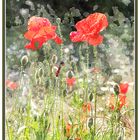 Amapolas (efecto acuarela)