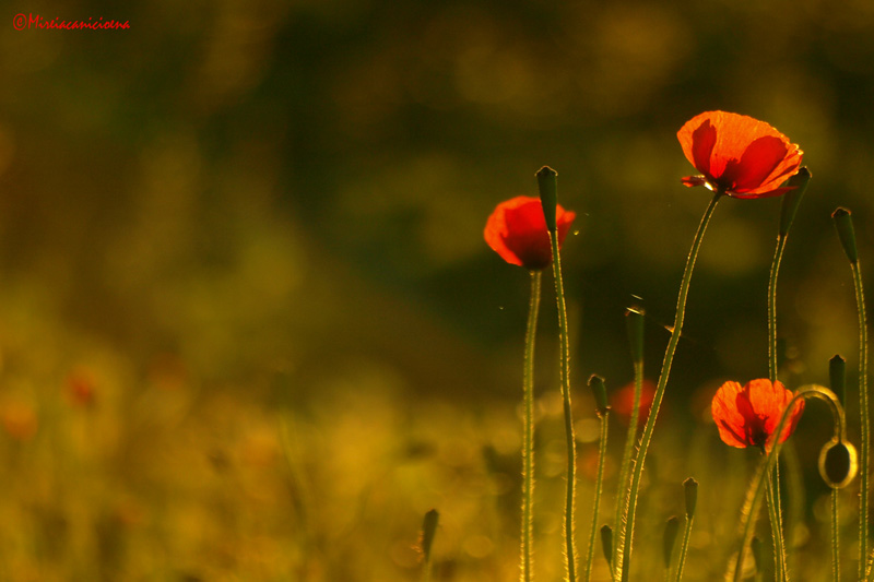 AMAPOLAS EN DESENFOQUE