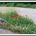 amapolas en el camino