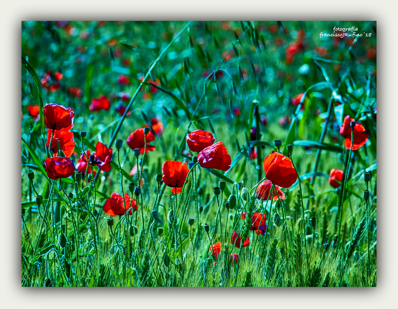 amapolas en el trigal-001