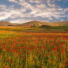 Amapolas en La Mancha