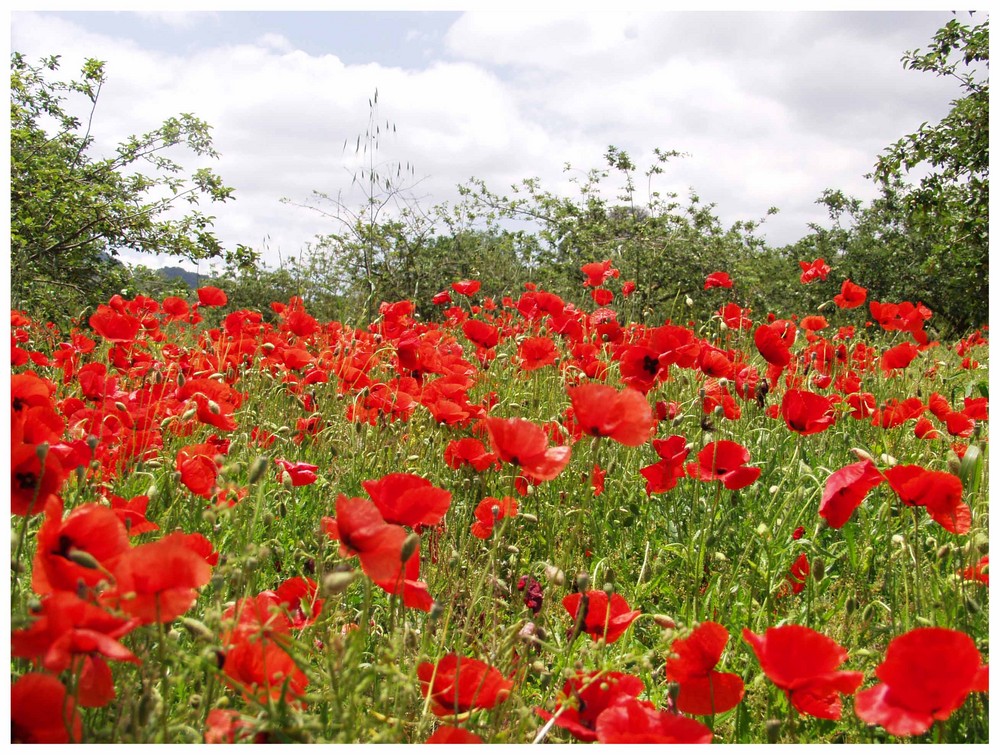 amapolas