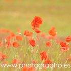 AMAPOLAS