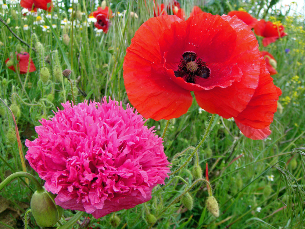 AMAPOLAS HERMANAS