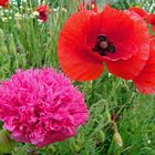 AMAPOLAS HERMANAS