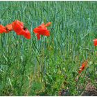 Amapolas (Mohn)