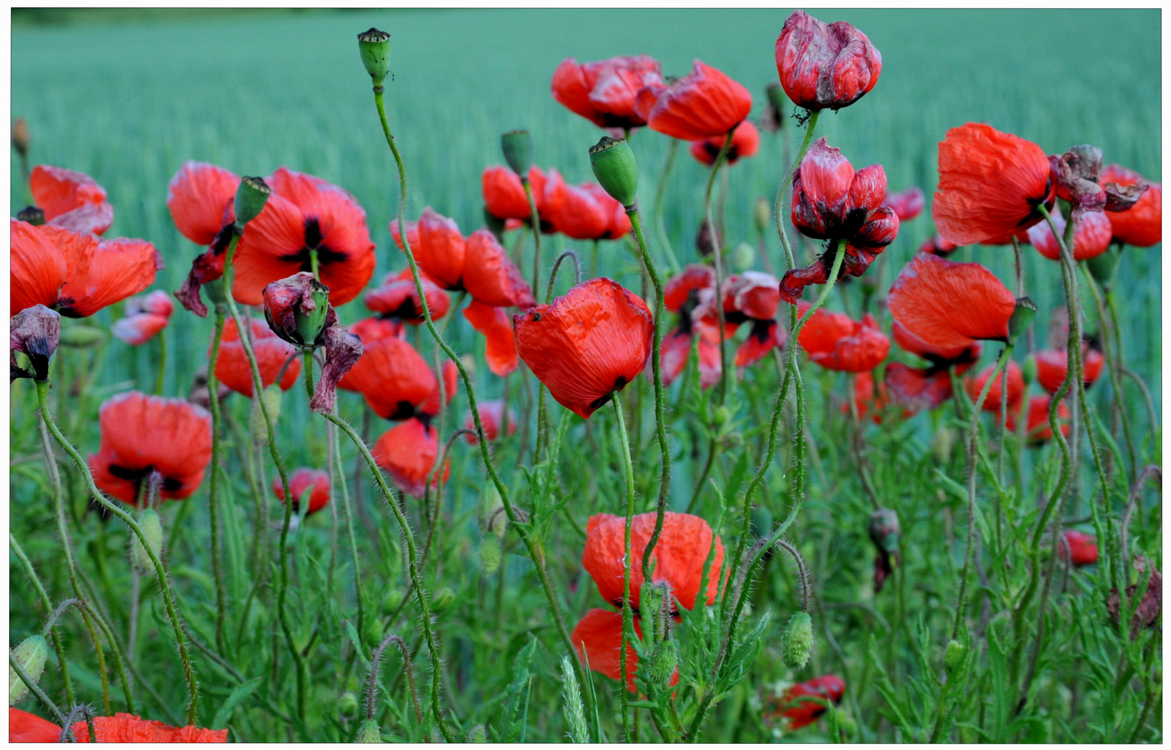 Amapolas (Mohn)