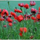 Amapolas (Mohn)