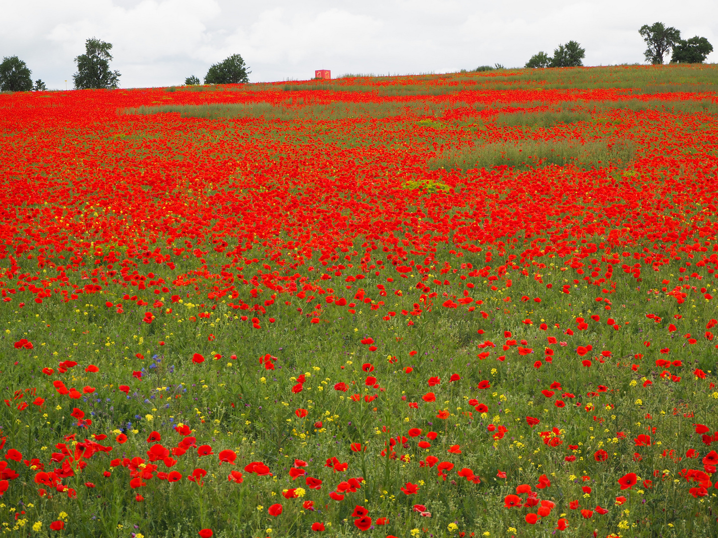 amapolas muchas amapolas