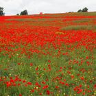 amapolas muchas amapolas