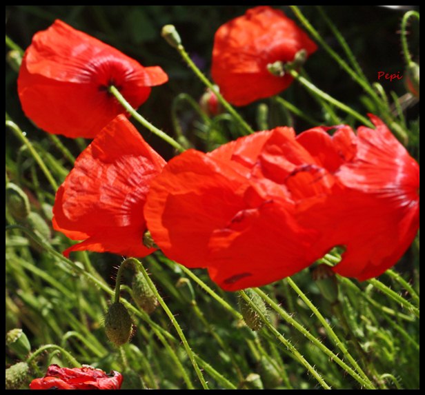 Amapolas para Marcial