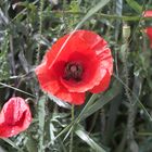 amapolas tras el chaparrón