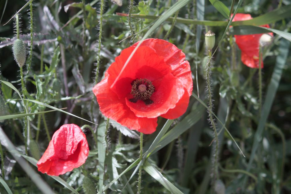 amapolas tras el chaparrón