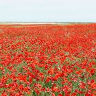 Amapolas y palomar en Otero de Sariegos (Zamora)