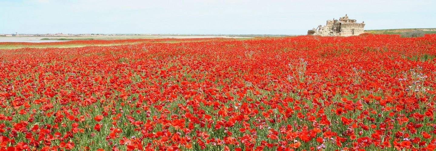 Amapolas y palomar en Otero de Sariegos (Zamora)