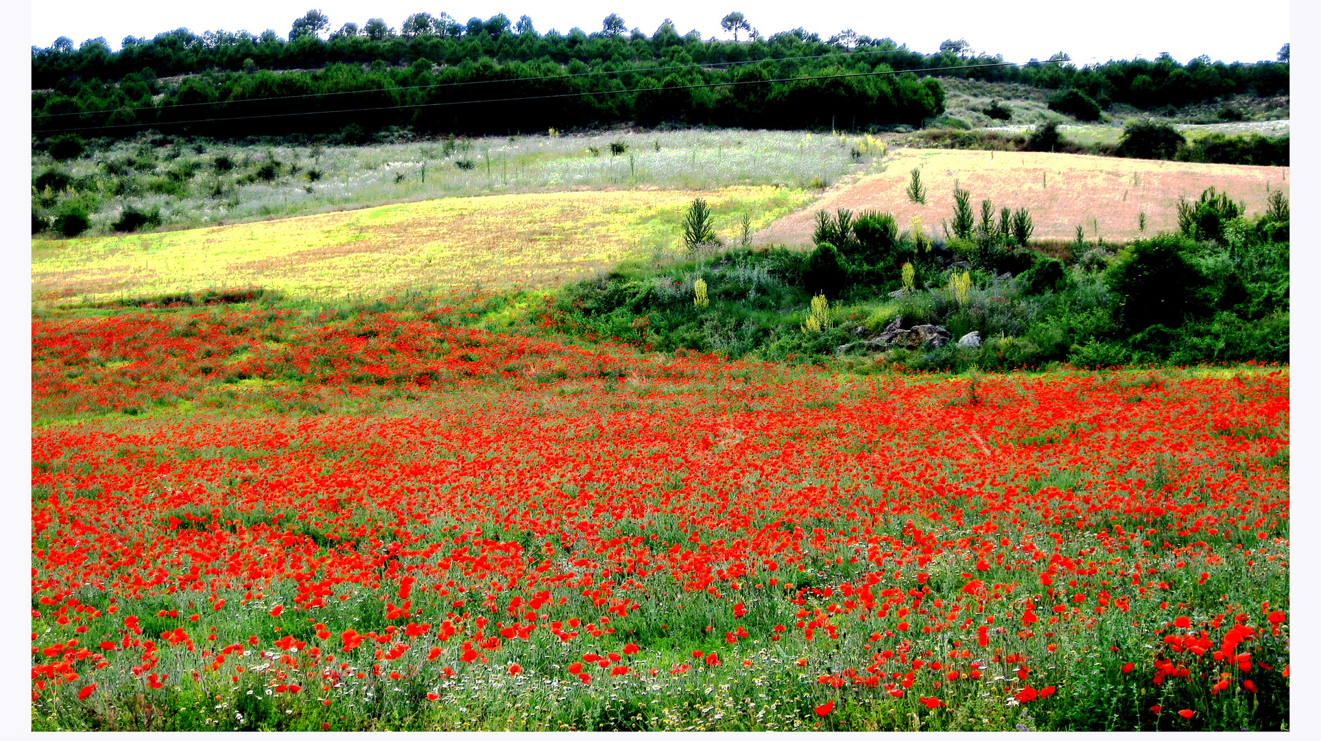 ....... amapolas y sol..........