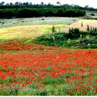 ....... amapolas y sol..........