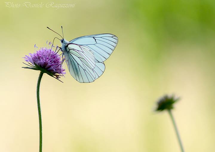 Amar le farfalle !