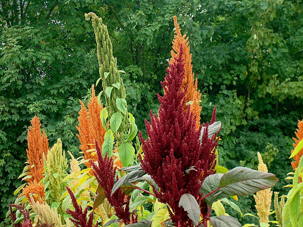 Amaranth Foto & Bild pflanzen, pilze & flechten, getreide und