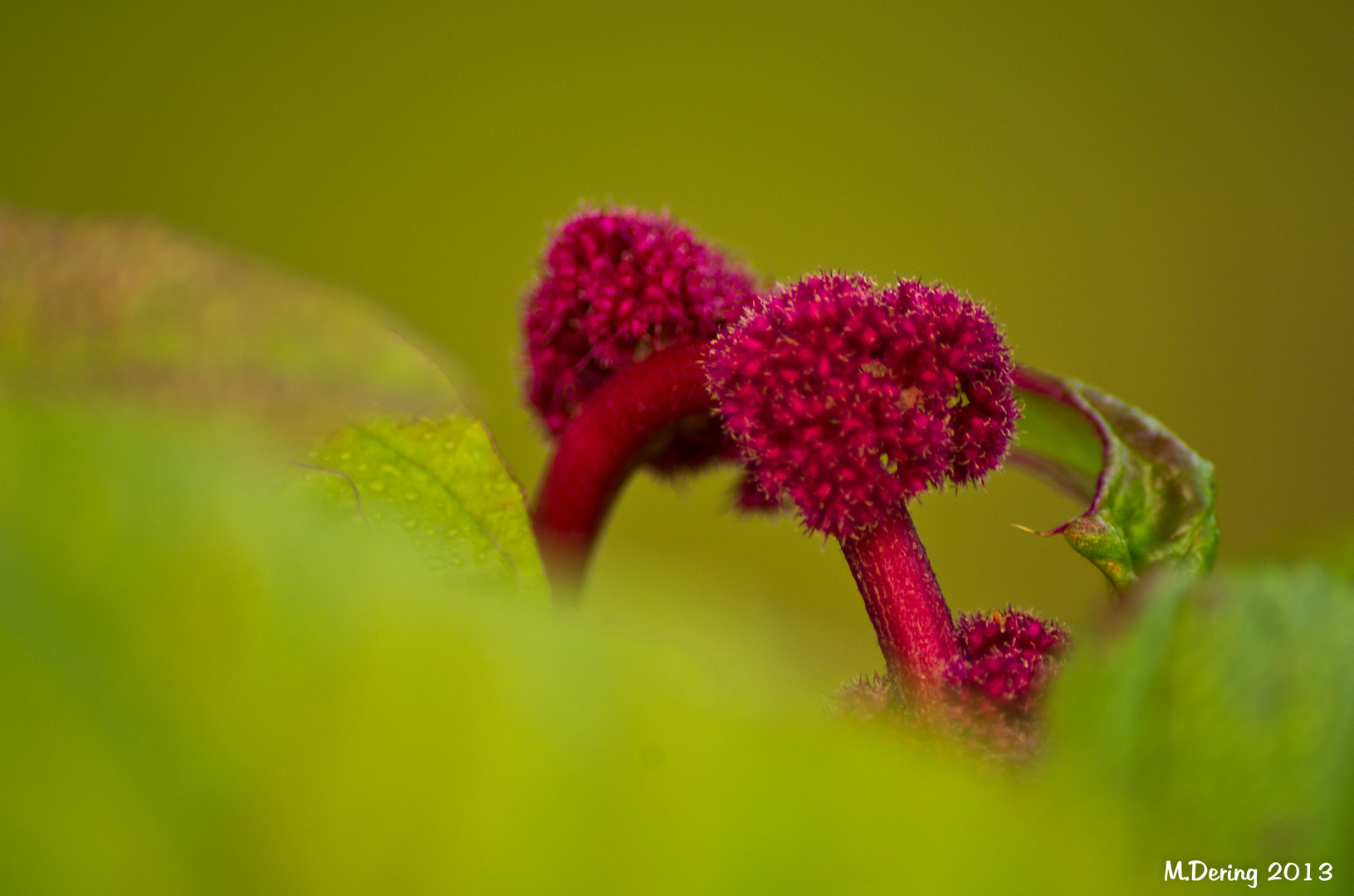 Amaranth ohne Fuchsschwanz