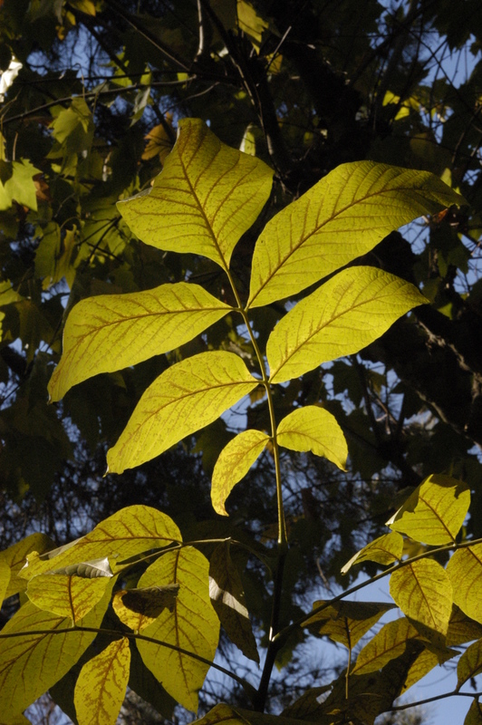 Amarelo sobre negro