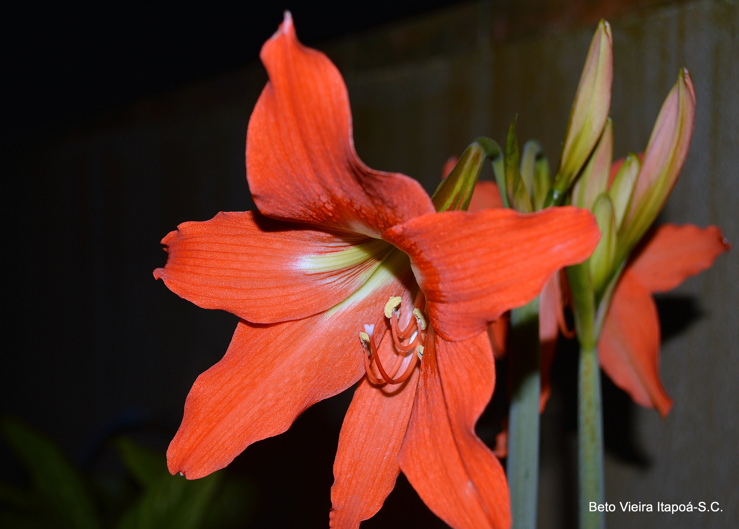 Amarilis / Amaryllis photo et image | fleurs, amaryllis, flores Images  fotocommunity