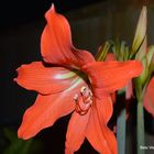 Amarilis / Amaryllis