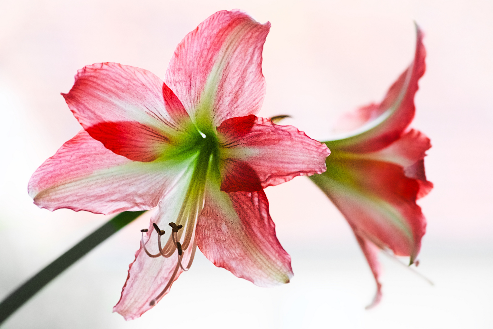 Amarilis / Hippeastrum vittatum