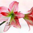 Amarilis / Hippeastrum vittatum