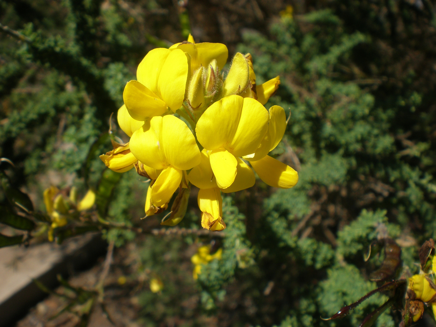 Amarilla como el sol