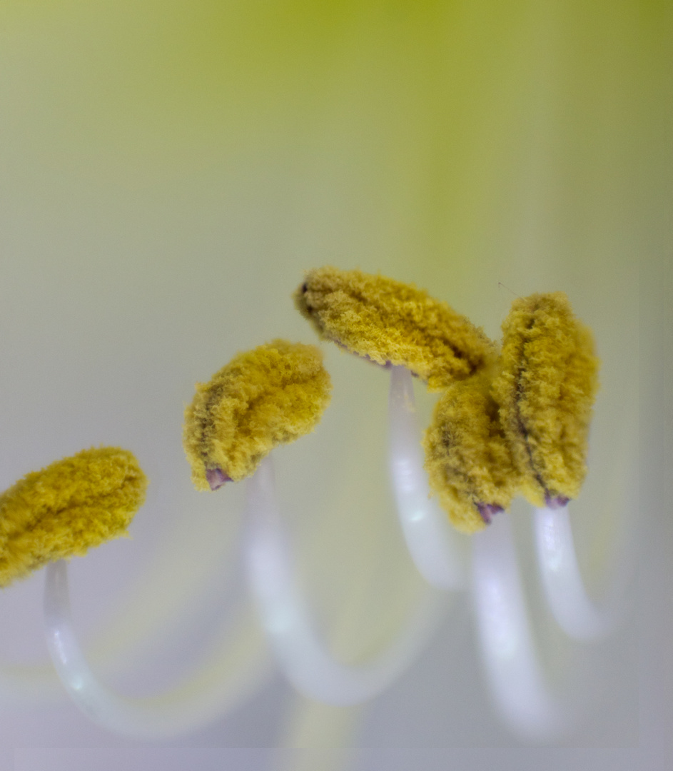 Amarilles Blütenstempel