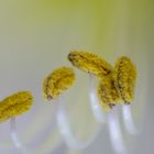 Amarilles Blütenstempel
