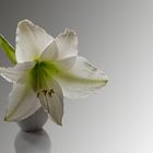 Amarillis (Hippeastrum)_Heinz Schaub