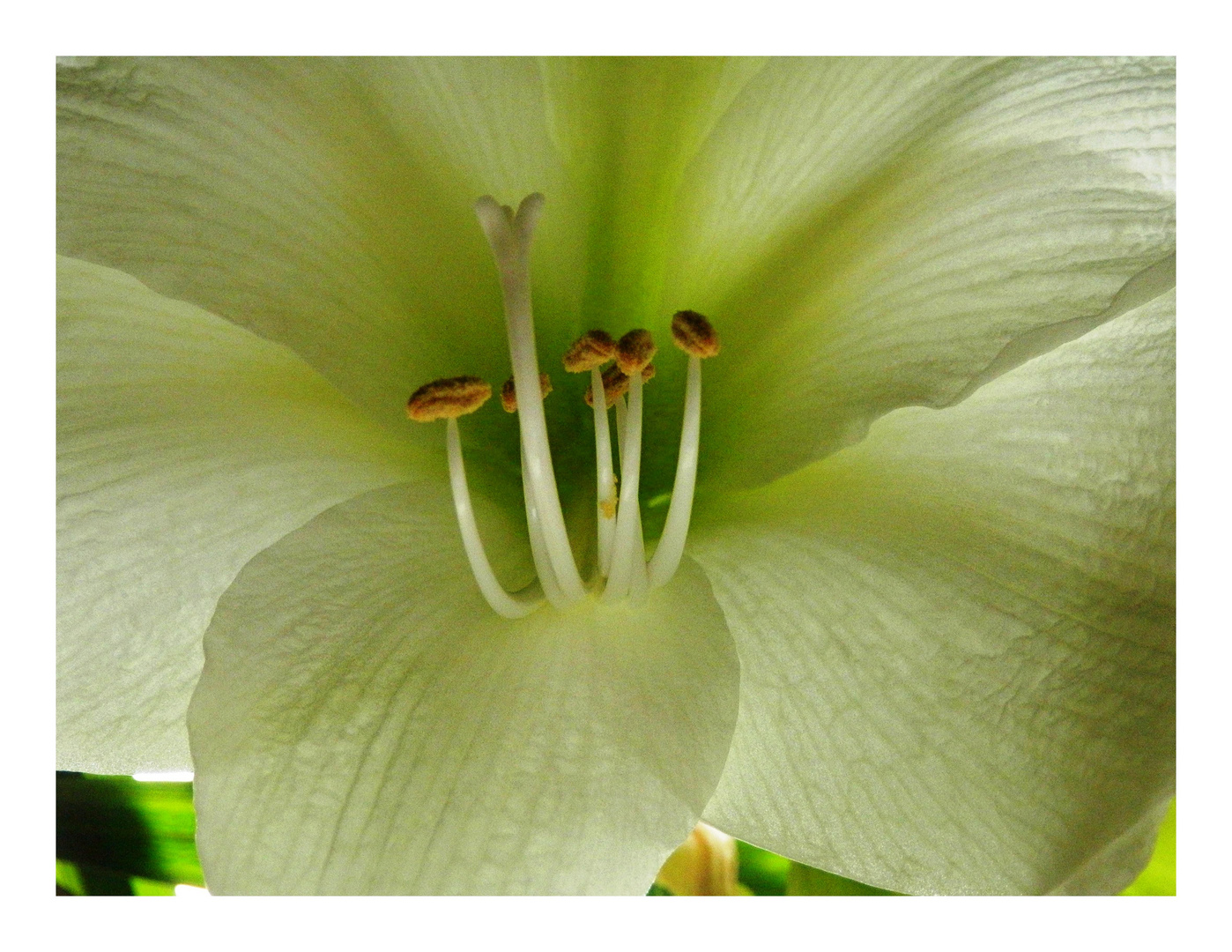 Amarillis in unschuldigem weiss