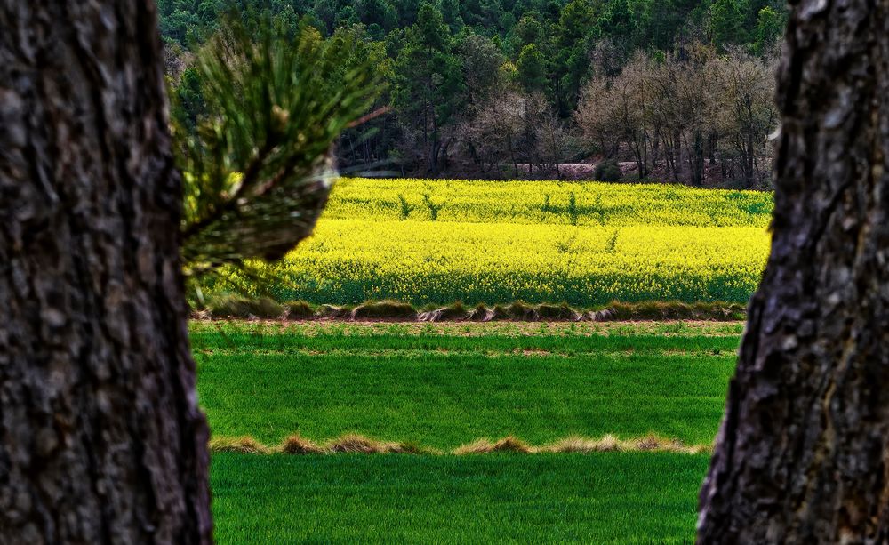 Amarillo