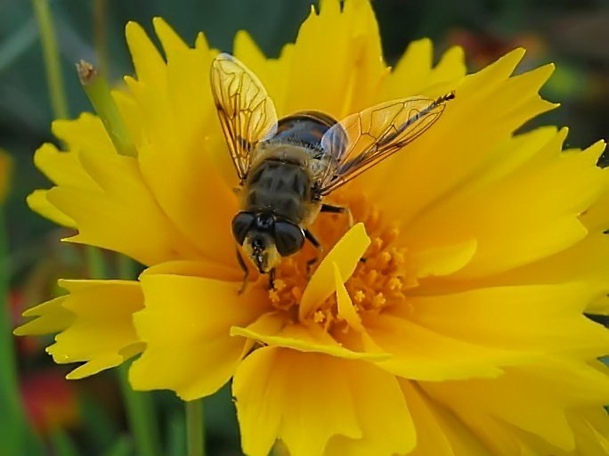 Amarillo