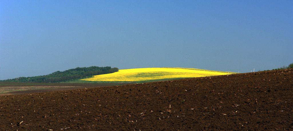 Amarillo