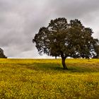 Amarillo