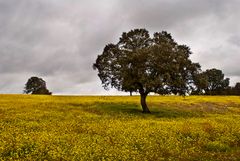 Amarillo