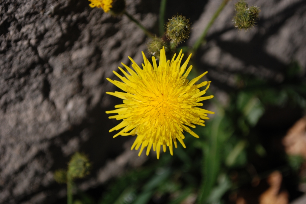 Amarillo