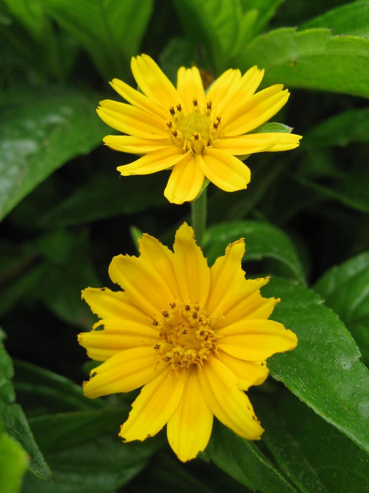 Amarillo, alegría de jardín