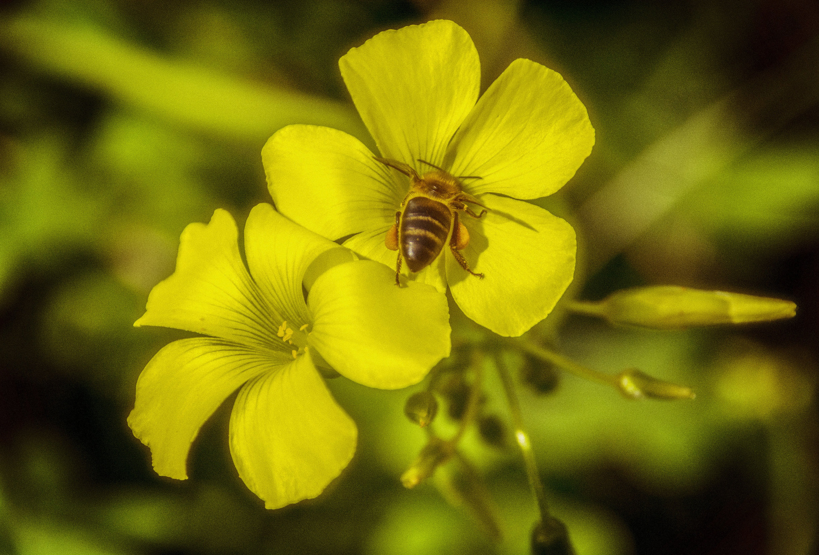 Amarillo