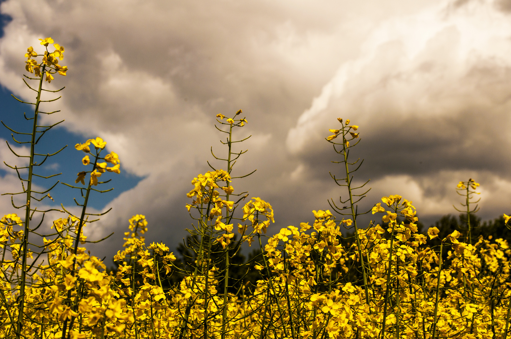 amarillo