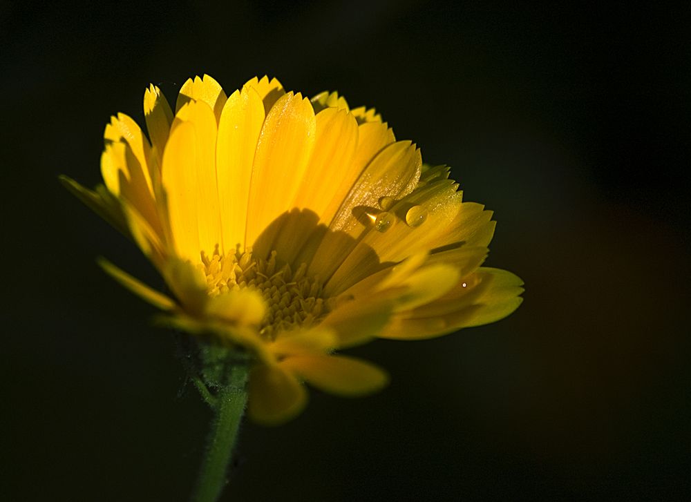 amarillo con gotas