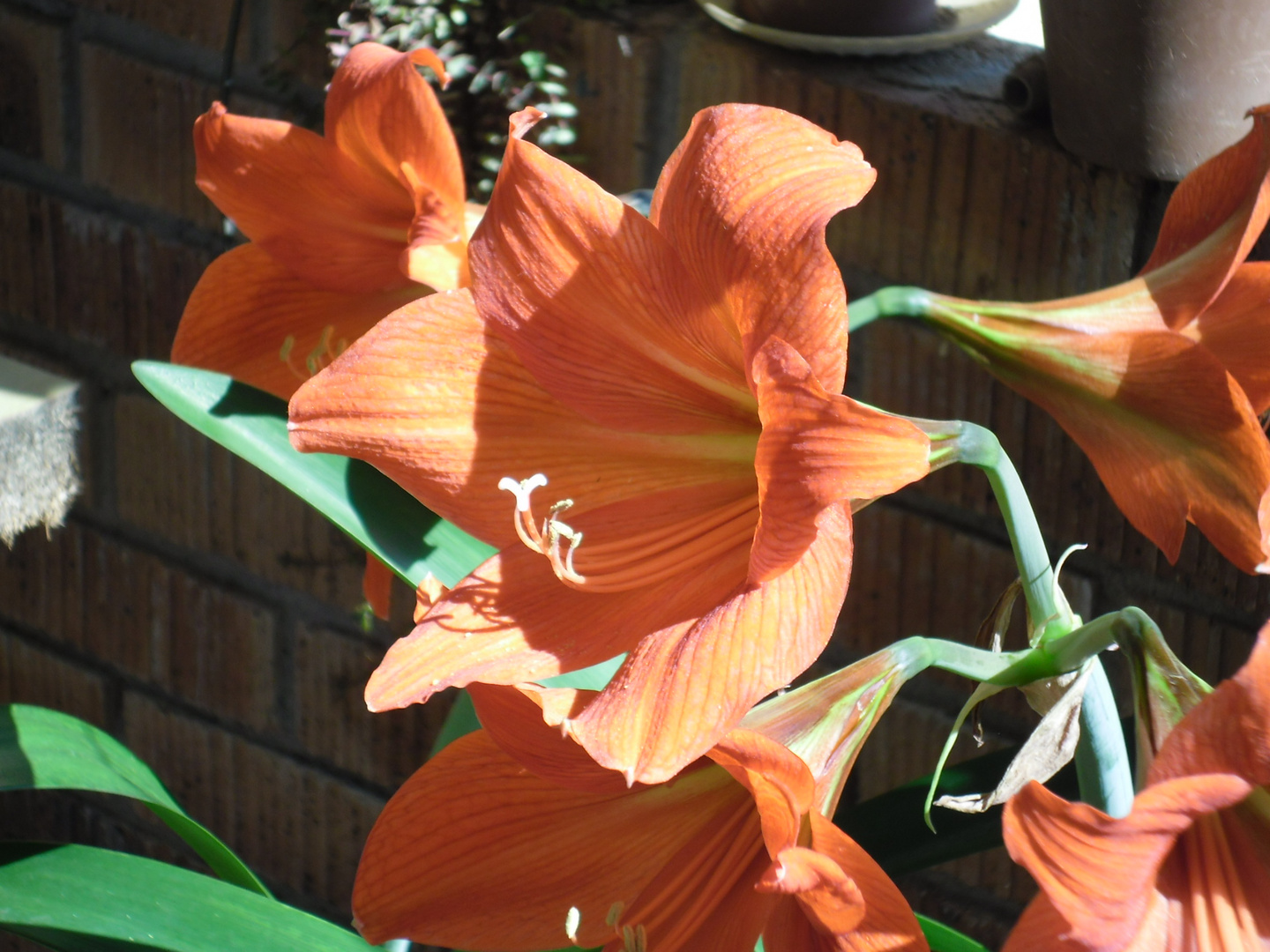 Amarillo flowers in the spring sunshine.